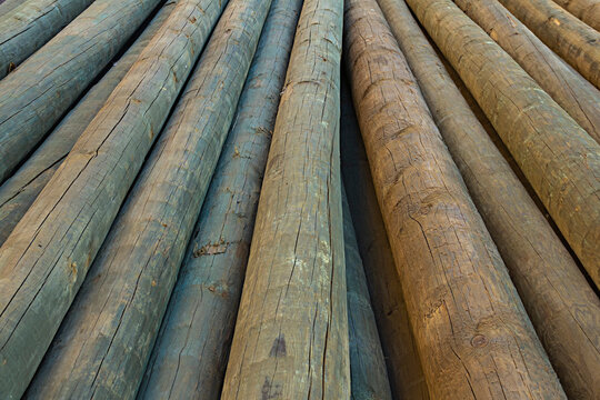 weathered tree trunks and boles log, stacked, background