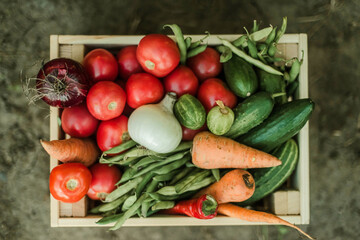 Woman gathering ripe vegetables in the garden. .