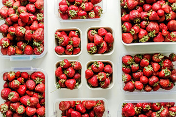 Woman gathering ripe strawberries in the garden. .