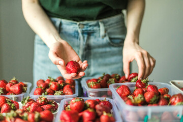 Woman gathering ripe strawberries in the garden. .