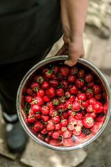 Woman gathering ripe strawberries in the garden. .