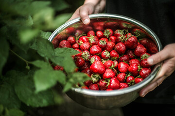 Woman gathering ripe strawberries in the garden. .
