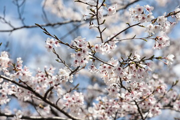 It's cherry blossom season