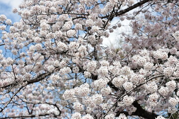 It's cherry blossom season