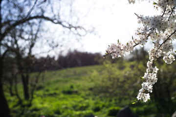 Kwitnące drzewo na polu © Karol