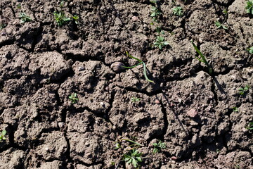 Sucha popękana ziemia © Karol