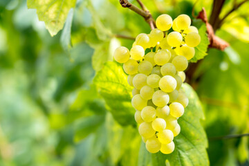 Champagne vineyards, France