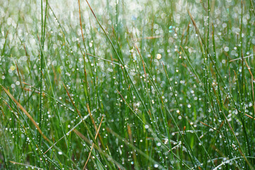 Grass in the Morning Rain