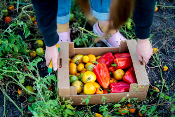 Woman gathering ripe ,pepper tomatoes in the garden.