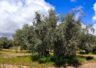 Olive trees in Andalusia