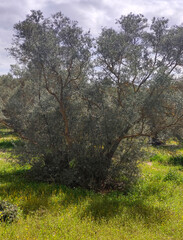 Olive trees in Andalusia