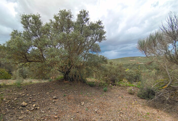 Flowers in the meadows