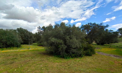 Flowers in the meadows