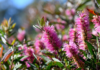 Bright sunny Australian native garden background of vibrant pink Bottlebrush flowers of a Callistemon and Melaleuca hybrid, family Myrtaceae.