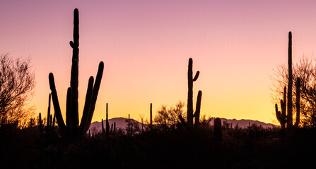 Sunset silhouette in the Arizona desert 