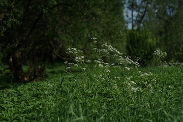 Umwelt und Natur im Frühling oder Frühsommer