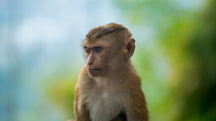 portrait of young monkey kid male on green background. little great ape mighty and biggest monkey...