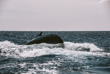 A massive gorgeous humpback whales showing their fin and tail and splashing off the coast of Maui, Hawaii during mating season