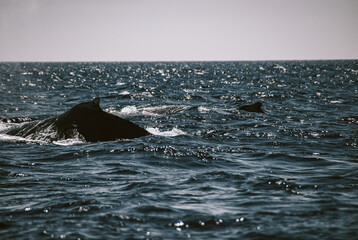 Obraz premium A massive gorgeous humpback whales showing their fin and tail and splashing off the coast of Maui, Hawaii during mating season