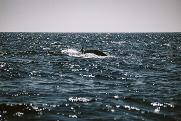 Fototapeta premium A massive gorgeous humpback whales showing their fin and tail and splashing off the coast of Maui, Hawaii during mating season