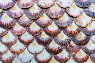Many scallop shells placed on the wall in a way that creates a colorful mural as a symbol of fishing villages, which serve as a background mosaic. Abstract.