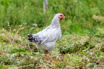 White spotted chicken in the garden among the green grass, breeding chickens on the farm