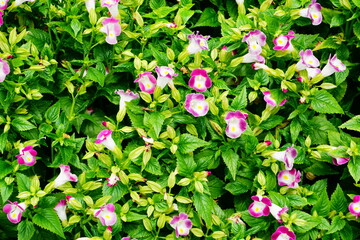 Melastomes purple flower in the garden.