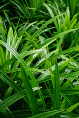 Fototapeta na wymiar Green Grass macro in garden.