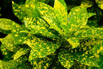 Croton plants with colorful leaves.