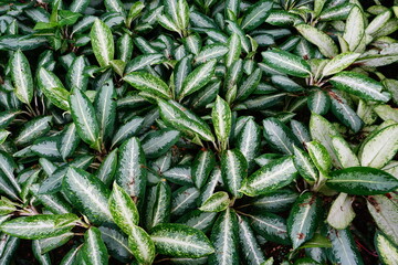 Dieffenbachia plant in the garden With beautiful patterns (Dieffenbachia)