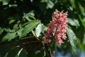 Blühende Kastanie in rosa mit grünem Blattwerk im Hintergrund, Aesculus hippocastanum