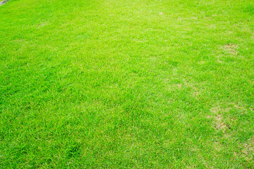 green grass background
