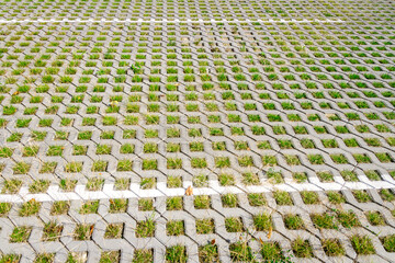 Green grass between the sidewalk square tiles - Powered by Adobe