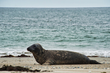 Naklejka premium Seal on the beach with sea in the background