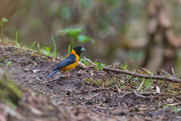 Collared Grosbeak (Mycerobas affinis) at Singalila National Park, Sandakaphu, West Bengal