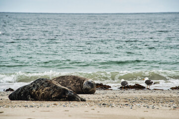 several seals on the beach with the sea in the background