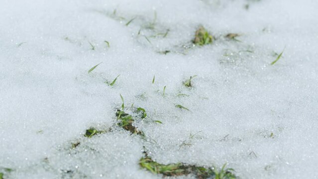 Spring wind blows through green field with crops of wheat or barley. Time lapse.