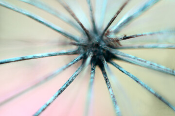 Black rays. Images of infernal. Radial processes of dry fruit box. Macro photography soft focus
