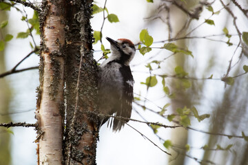 Beautiful detached birch silver bark on the trunk of a birch and White-backed woodpecker...