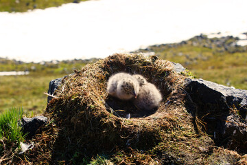 Burgomaster gull, Glaucous gull (Larus hyperboreus) nest on a rock. These nestlings see the endless...