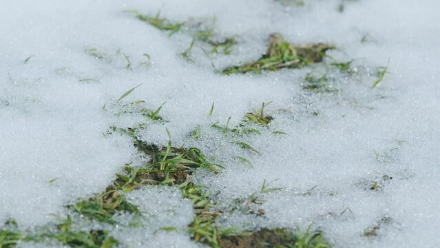 Warm weather. Wheat under the snow, winter and spring, the awakening of nature in field. Time lapse.