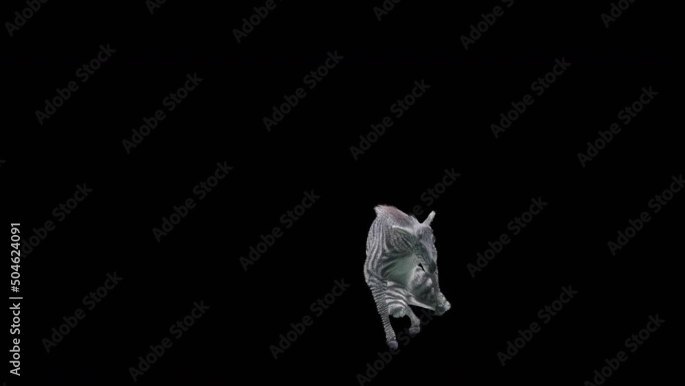 Poster zebra dancing, 3d rendering, animation loop, cartoon.included in the end of the clip with alpha matt