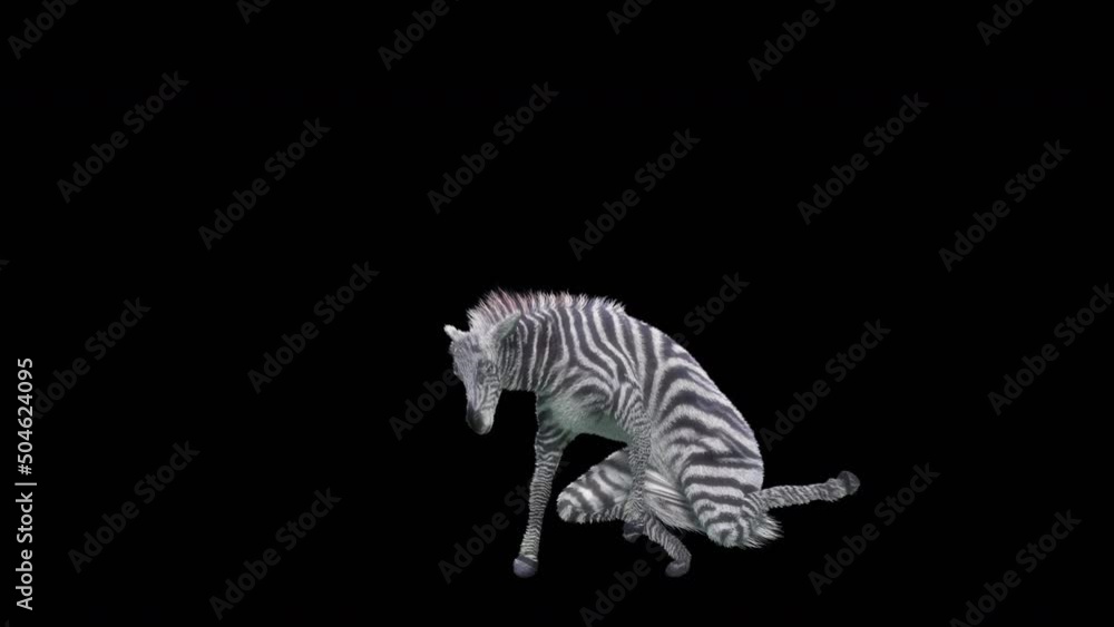 Poster zebra dancing, 3d rendering, animation loop, cartoon.included in the end of the clip with alpha matt
