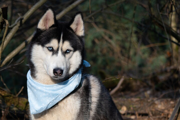 Husky portrait. A dog with blue eyes and a blue scarf. Husky in the forest. Dog muzzle close-up. There is space for text