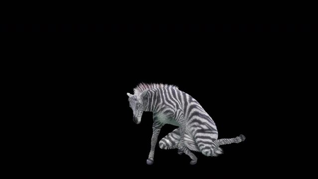 Zebra Dancing, 3d rendering, Animation Loop, cartoon.included in the end of the clip with Alpha matte.