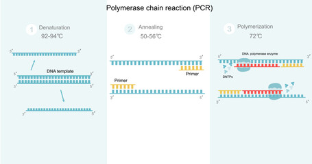The Polymerase Chain Reaction (PCR) step to DNA detection that including Denaturation,Annealing and Polymerization. A picture represents important molecules and other conditions of the PCR reaction.   - obrazy, fototapety, plakaty
