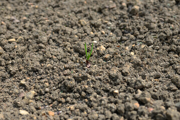 Culture jardin potager