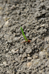 Culture jardin potager