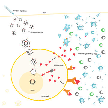 The Immunization Process In The Human Body After Injecting The Viral Vector Vaccine That Shows The Adenovirus Contain The MRNA Sequence For Produce Spike Protein To Induce Immune System. 