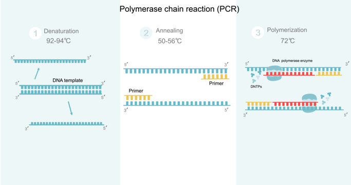 The Polymerase Chain Reaction (PCR) step to DNA detection that including Denaturation,Annealing and Polymerization. A picture represents important molecules and other conditions of the PCR reaction.  